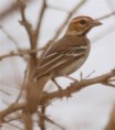 /album/photogallery/chestnut-crowned-sparrow-weaver-jpg/